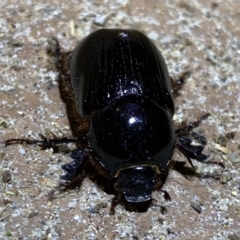 Dynastinae (subfamily) at Jerrabomberra, NSW - suppressed