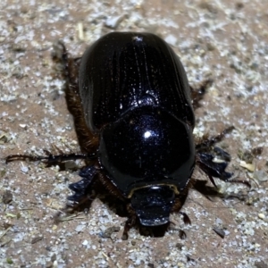 Dynastinae (subfamily) at Jerrabomberra, NSW - suppressed