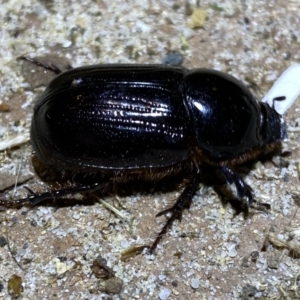 Dynastinae (subfamily) at Jerrabomberra, NSW - suppressed