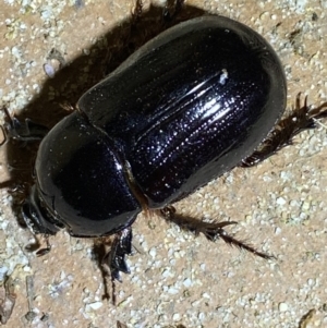 Dynastinae (subfamily) at Jerrabomberra, NSW - suppressed