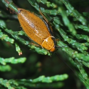 Ellipsidion humerale at Greenway, ACT - 11 Jan 2022