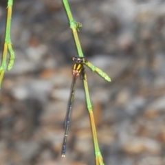 Nososticta solida (Orange Threadtail) at Greenway, ACT - 12 Jan 2022 by Harrisi