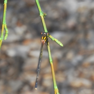 Nososticta solida (Orange Threadtail) at Pine Island to Point Hut - 12 Jan 2022 by Harrisi