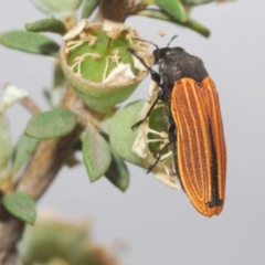 Castiarina erythroptera (Lycid Mimic Jewel Beetle) at Cotter River, ACT - 12 Jan 2022 by Harrisi