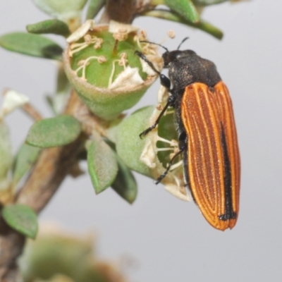 Castiarina erythroptera (Lycid Mimic Jewel Beetle) at Cotter River, ACT - 13 Jan 2022 by Harrisi