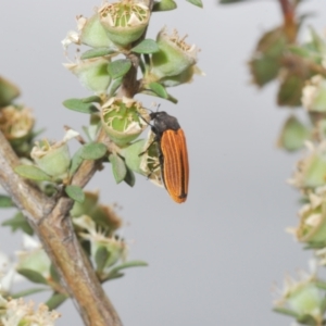 Castiarina erythroptera at Cotter River, ACT - 13 Jan 2022