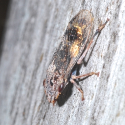 Stenocotis depressa (Leafhopper) at Uriarra, NSW - 13 Jan 2022 by Harrisi
