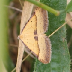 Anachloris subochraria (Golden Grass Carpet (Ennominae)) at Cook, ACT - 13 Jan 2022 by drakes
