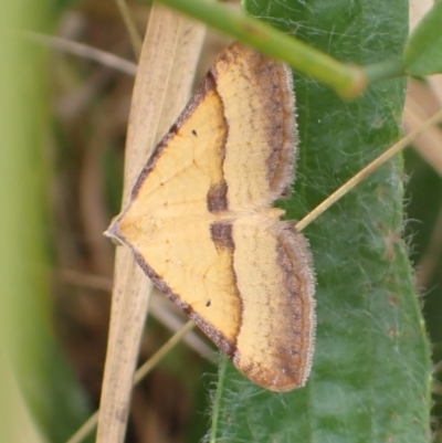 Anachloris subochraria (Golden Grass Carpet) at Cook, ACT - 12 Jan 2022 by drakes