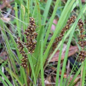 Lomandra longifolia at Pambula Beach, NSW - 3 Jan 2022