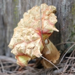 Unidentified Cap on a stem; pores below cap [boletes & stemmed polypores] at Ben Boyd National Park - 2 Jan 2022 by KylieWaldon