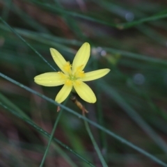 Tricoryne elatior (Yellow Rush Lily) at Pambula Beach, NSW - 2 Jan 2022 by KylieWaldon