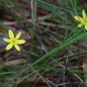 Tricoryne elatior at Pambula Beach, NSW - 3 Jan 2022