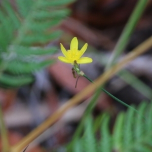 Tricoryne elatior at Pambula Beach, NSW - 3 Jan 2022