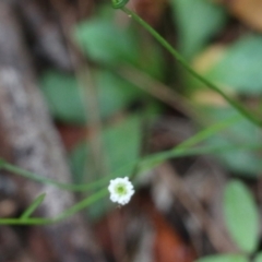 Lagenophora sp. (Lagenophora) at Ben Boyd National Park - 3 Jan 2022 by KylieWaldon