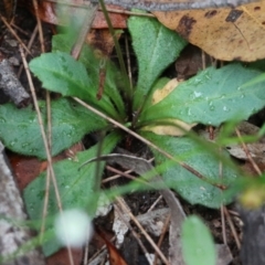 Lagenophora sp. at Pambula Beach, NSW - 3 Jan 2022 08:34 AM