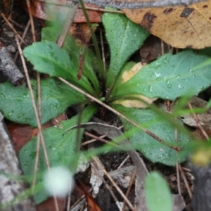 Lagenophora sp. at Pambula Beach, NSW - 3 Jan 2022 08:34 AM