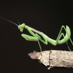 Unidentified Praying mantis (Mantodea) at Evatt, ACT - 13 Jan 2022 by TimL