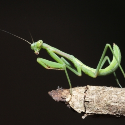 Pseudomantis albofimbriata (False garden mantis) at Evatt, ACT - 13 Jan 2022 by TimL