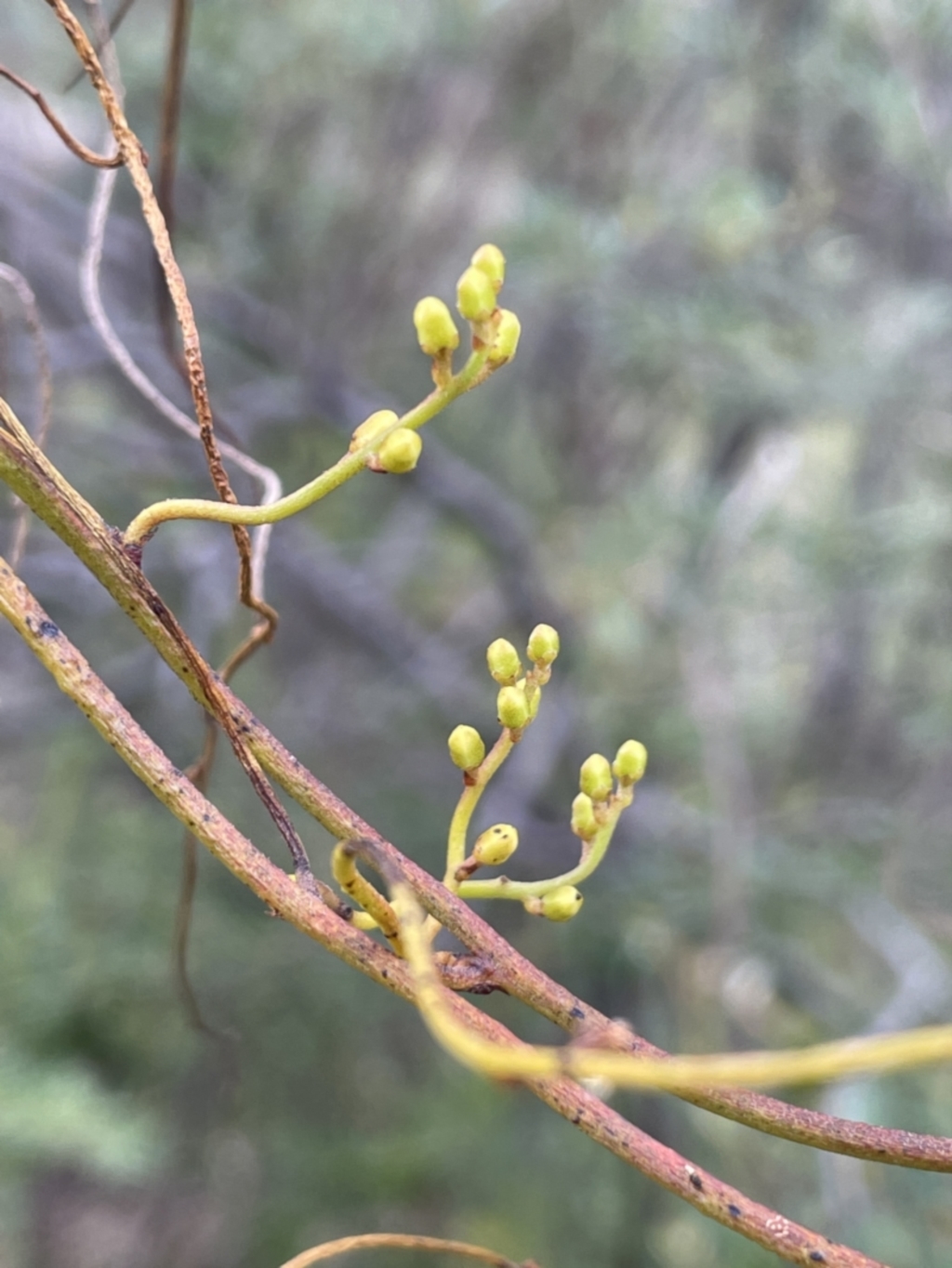 Cassytha pubescens at Paddys River, ACT - 13 Jan 2022