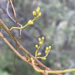 Cassytha pubescens (Devil's Twine) at Paddys River, ACT - 13 Jan 2022 by JaneR
