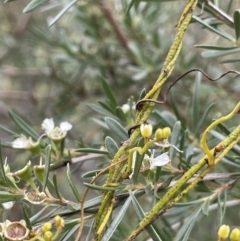 Cassytha pubescens at Paddys River, ACT - 13 Jan 2022