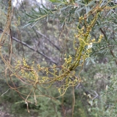 Cassytha pubescens at Paddys River, ACT - 13 Jan 2022