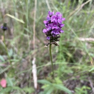 Cullen microcephalum at Paddys River, ACT - 13 Jan 2022 04:27 PM