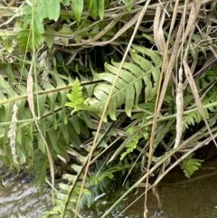 Blechnum sp. (genus) (A hard fern) at Paddys River, ACT - 13 Jan 2022 by JaneR