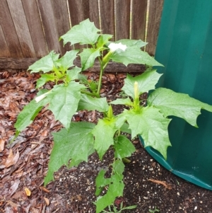 Datura stramonium at Weston, ACT - suppressed