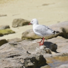 Chroicocephalus novaehollandiae at Coral Sea, QLD - 26 Mar 2021