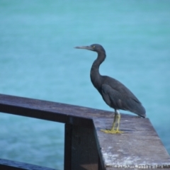 Egretta sacra (Eastern Reef Egret) at Coral Sea, QLD - 29 Mar 2021 by natureguy