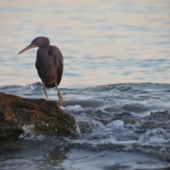 Egretta sacra at Coral Sea, QLD - 29 Mar 2021 06:27 PM