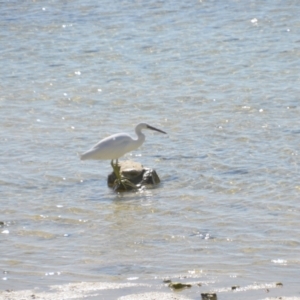 Egretta sacra at Coral Sea, QLD - 29 Mar 2021 06:27 PM