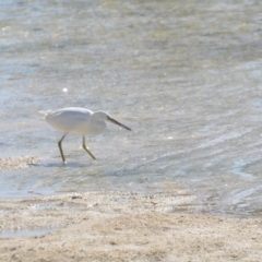 Egretta sacra at Coral Sea, QLD - 29 Mar 2021 06:27 PM