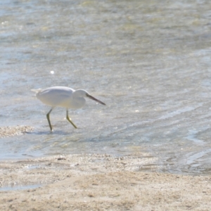 Egretta sacra at Coral Sea, QLD - 29 Mar 2021 06:27 PM