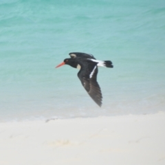 Haematopus longirostris (Australian Pied Oystercatcher) at Coral Sea, QLD - 31 Mar 2021 by natureguy