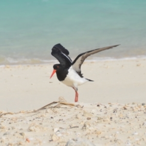 Haematopus longirostris at Coral Sea, QLD - suppressed