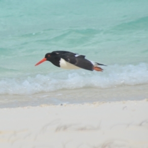 Haematopus longirostris at Coral Sea, QLD - suppressed