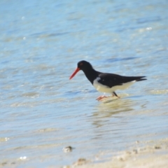 Haematopus longirostris at Coral Sea, QLD - suppressed