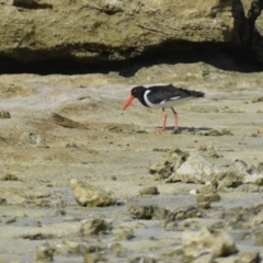 Haematopus longirostris at Coral Sea, QLD - suppressed