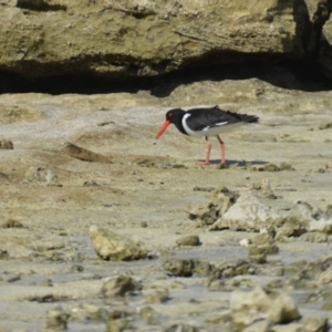 Haematopus longirostris at Coral Sea, QLD - suppressed