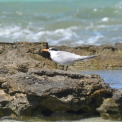 Thalasseus bengalensis (Lesser Crested Tern) at Bogie, QLD - 29 Mar 2021 by natureguy