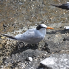 Thalasseus bengalensis at Coral Sea, QLD - 29 Mar 2021