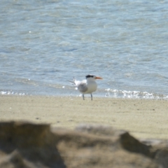 Thalasseus bengalensis at Coral Sea, QLD - 29 Mar 2021 06:25 PM