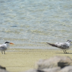 Thalasseus bengalensis at Coral Sea, QLD - 29 Mar 2021