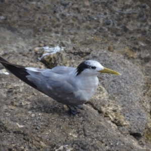 Thalasseus bergii at Coral Sea, QLD - 29 Mar 2021 06:24 PM