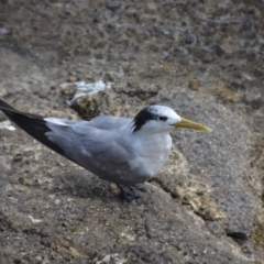 Thalasseus bergii (Crested Tern) at Bogie, QLD - 29 Mar 2021 by natureguy