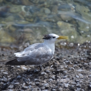 Thalasseus bergii at Coral Sea, QLD - 29 Mar 2021 06:24 PM