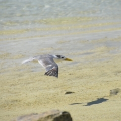 Thalasseus bergii at Coral Sea, QLD - 29 Mar 2021 06:24 PM